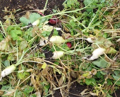 20250727HatsukaDaikon