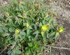 20260506Eupholbia