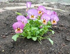 20260509Garden3