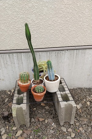 20240428PottedPlants2