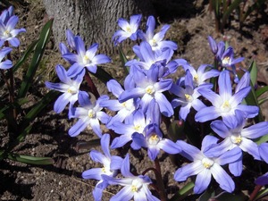 Chionodokusa