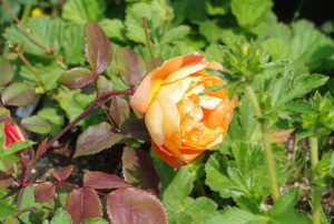 IMGP6778