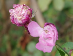 IMGP1175