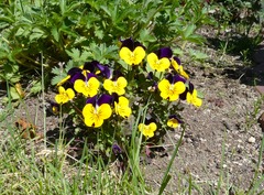 20260601Garden7