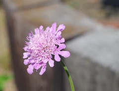 20250629Scabiosa