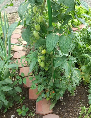 20220718Tomato