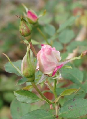 IMGP1174