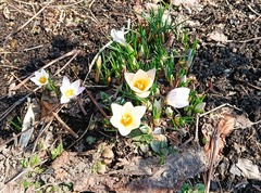 20260322Crocus