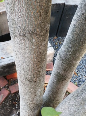 20150817NatsuTsubaki