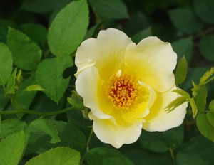 20240618GoldenWings1