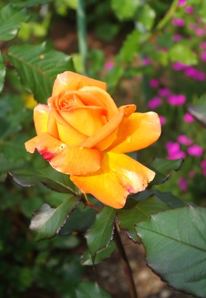 20240613Garden_rose_Rakuen