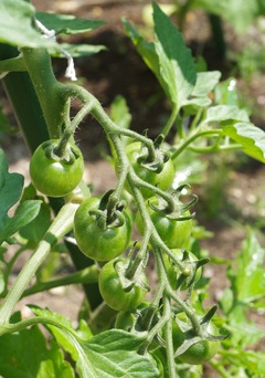 20250629orangeparche