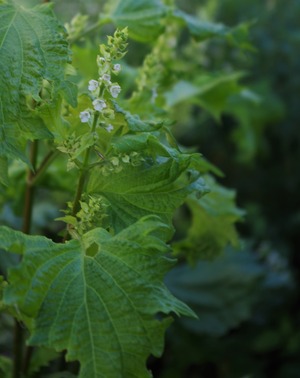 20190928Shiso