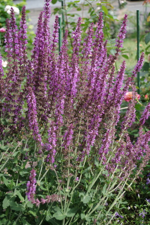 20200704Salvia2