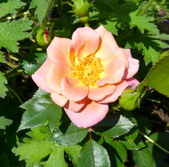 20260624Kaleidscope