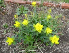 20260509Garden1