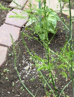 20260528Garden09
