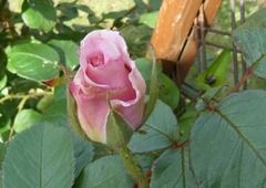 20260603Conrad1
