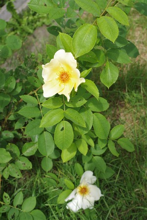 20230622Golden Wings