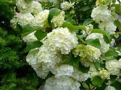 20260528Garden06