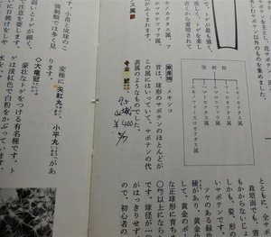MatsuiCuctus2