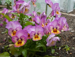 20260528Garden01