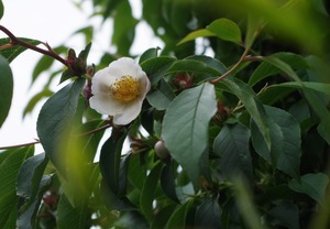 20200623Natsutsubaki