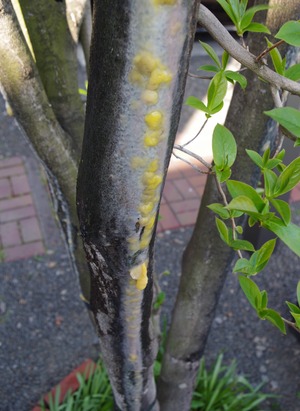 20190517Natsutsubaki2