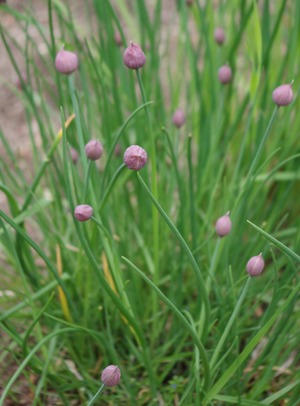 20210521Chives
