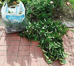 20250913Natsutsubaki