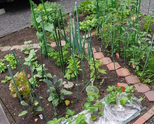 20220617d_garden - コピー