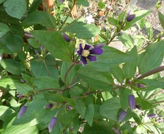 20260605Aromatica
