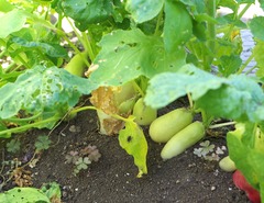 20250708HatsukaDaikon