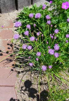 20260601Garden6