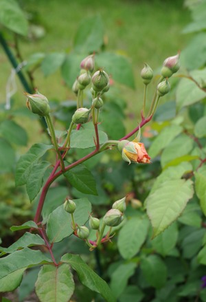 20240618Buff Beauty1