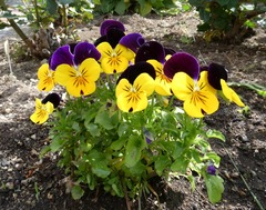 20260603Viola