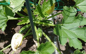 20210622Zucchini