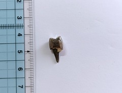 20260820Sashiba