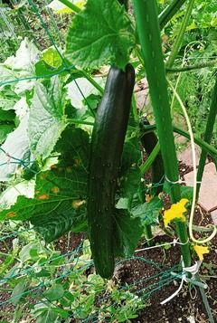 20260713Cucumber