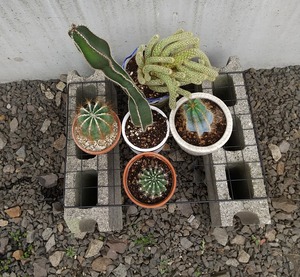 20240428PottedPlants3