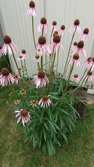 20230716Echinacea
