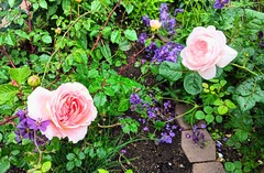 20250617Abraham and Sweeden