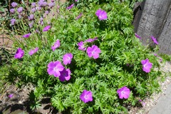20260601Garden3