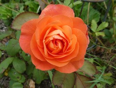 20260725LadyEma