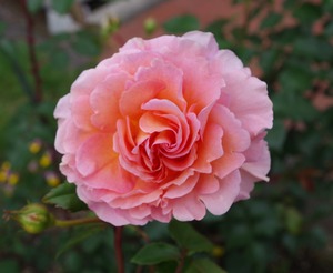 20240618AbrahamDarby