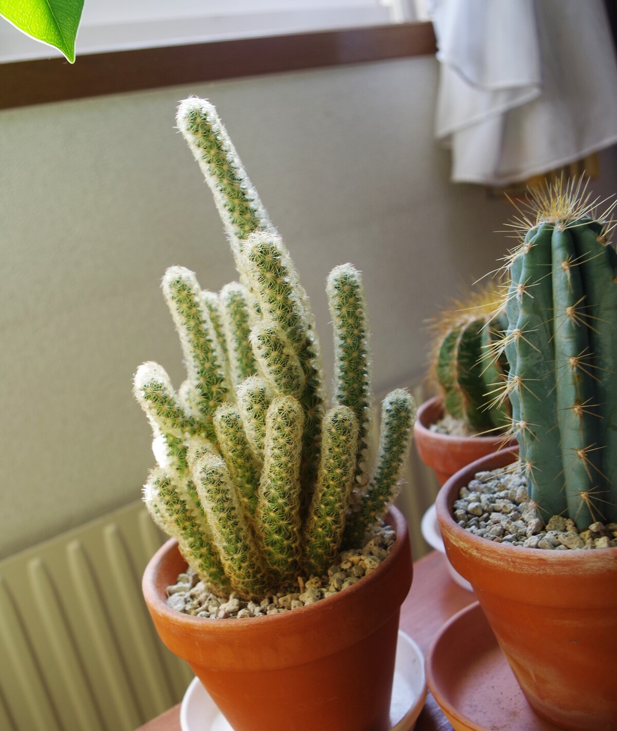 アロエ ディコトマ 札幌市引き取り限定 Www Hopebound Com