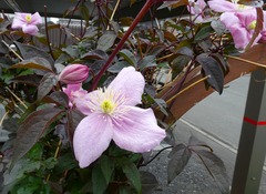 20260528Garden03