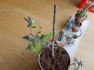 20190915Olive