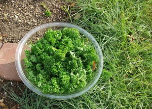 20231014parsley1