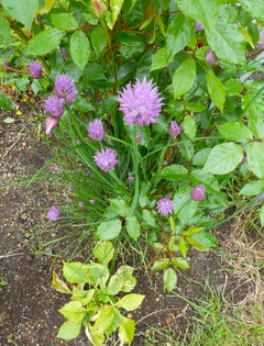 20260528Garden05